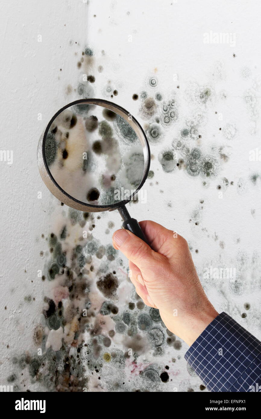 A Man with magnifying glass checking mold fungus Stock Photo