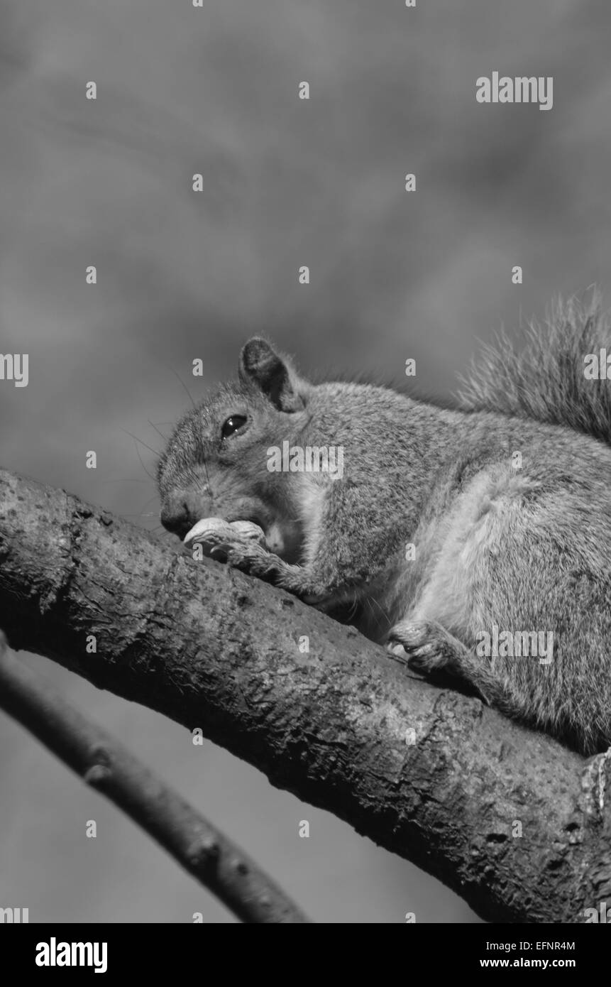 squirrel eating a nut Stock Photo