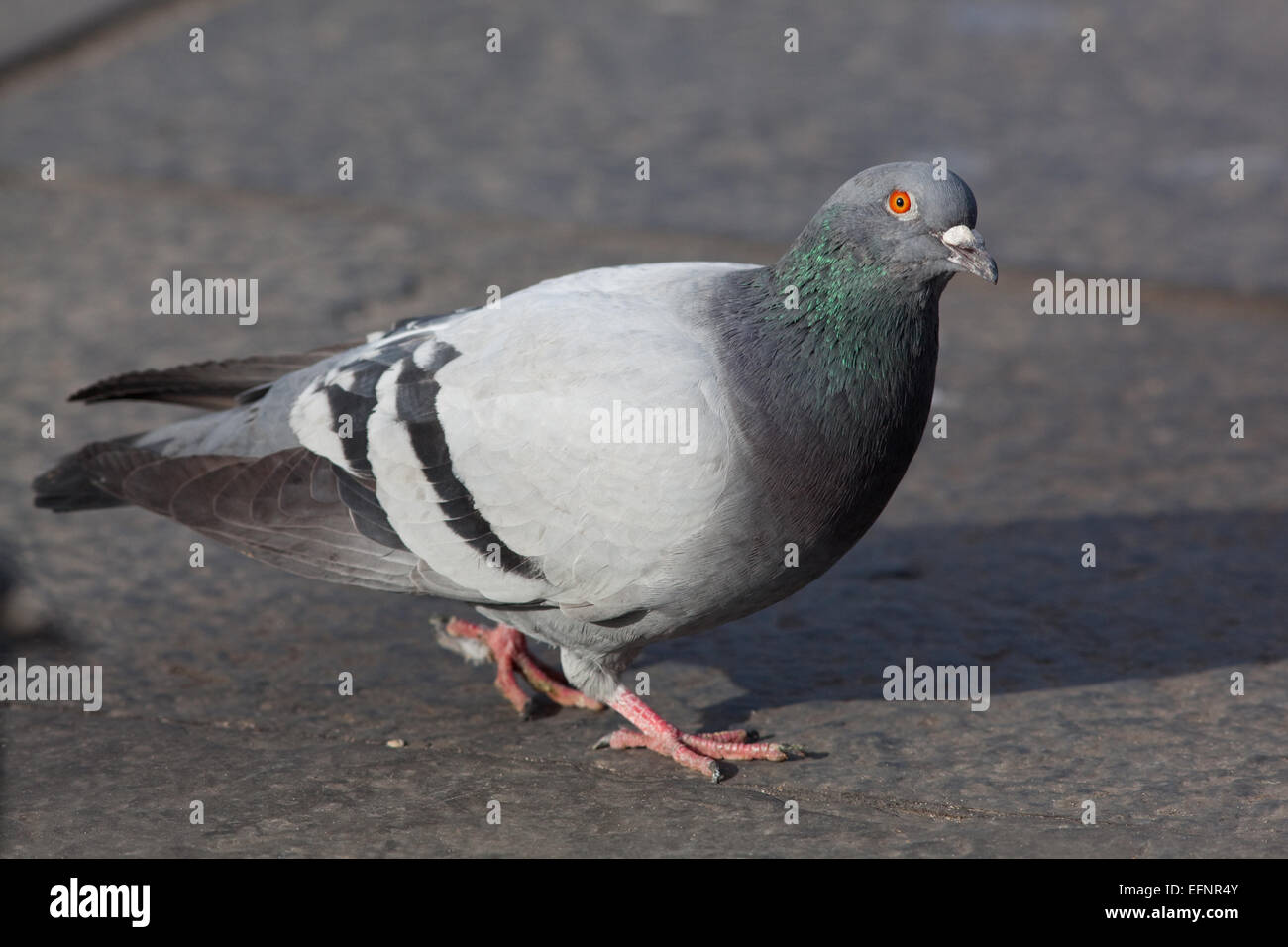 Feral Domestic Pigeon (Columba livia). Free living domesticated birds, sometimes escaped racing pigeons, descendents of the wild Stock Photo