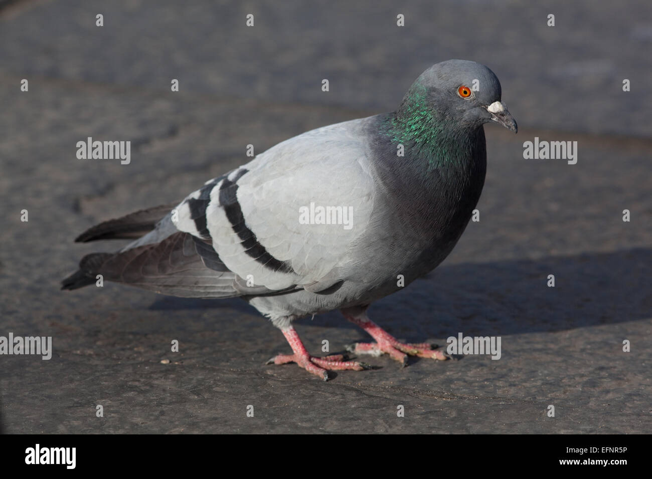 Feral Domestic Pigeon (Columba livia). Free living domesticated bird, sometimes  an escaped homing or racing pigeon. Stock Photo