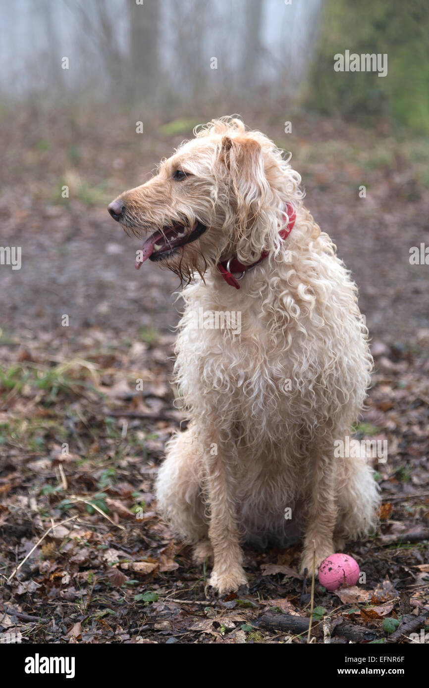 Yellow Labradoodle Portrait Stock Photo Alamy