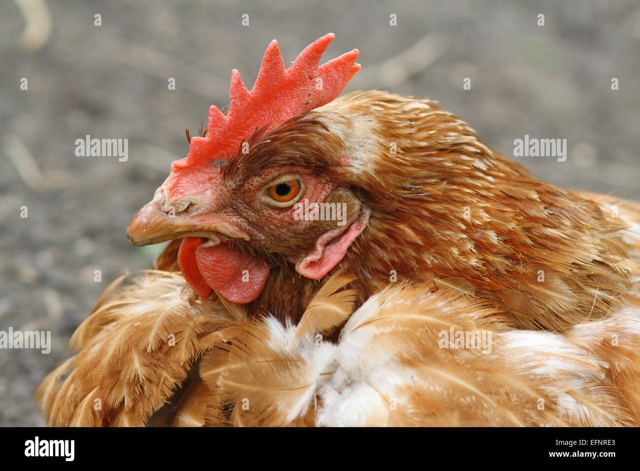 brown hen portrait, image taken  at farm yard Stock Photo