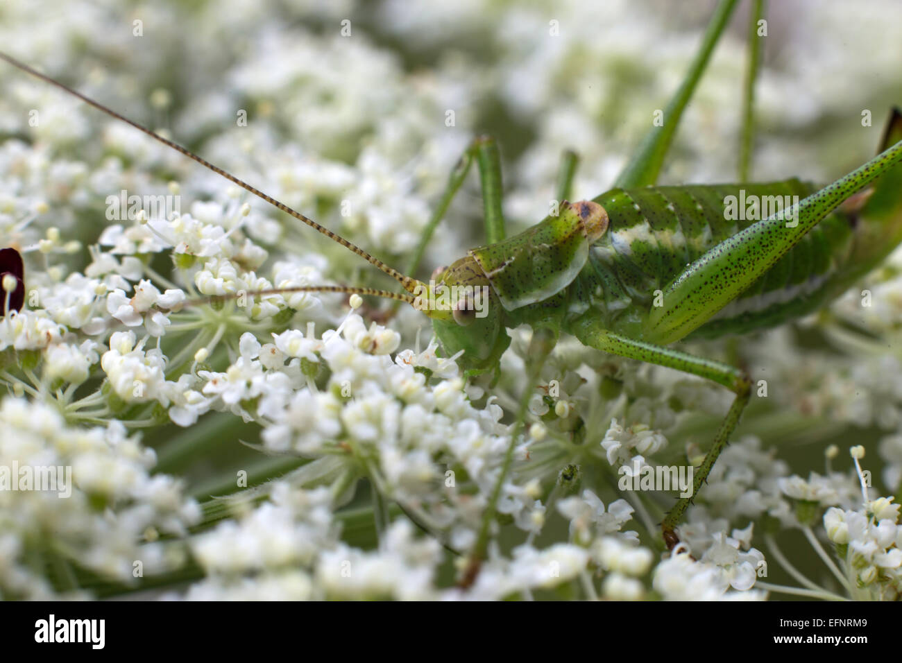 Long-horned grasshopper eating flowers. Stock Photo