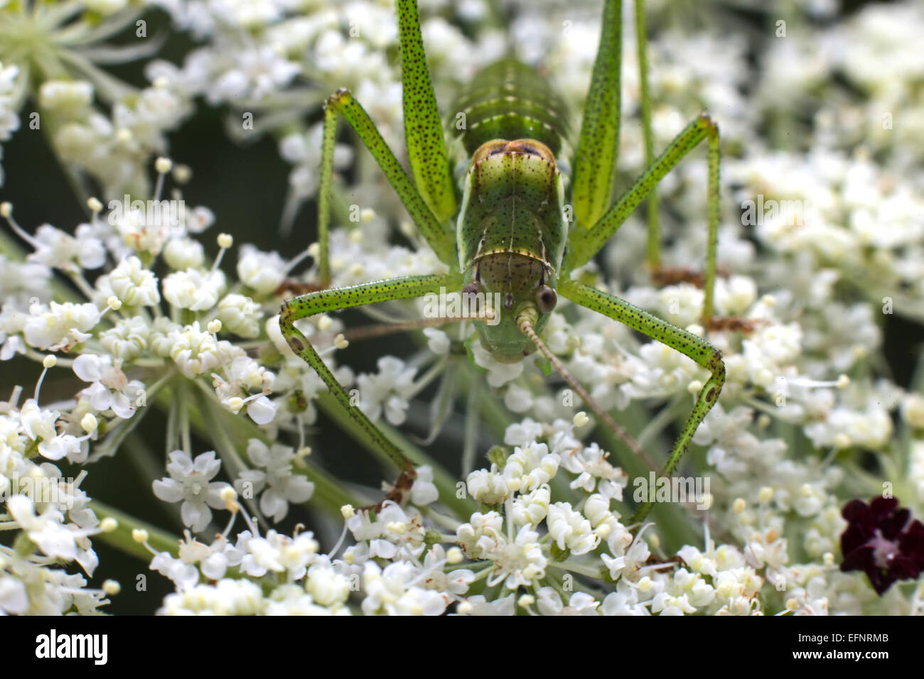 Cricket insect eating grass flowers, facing camera Stock Photo Alamy
