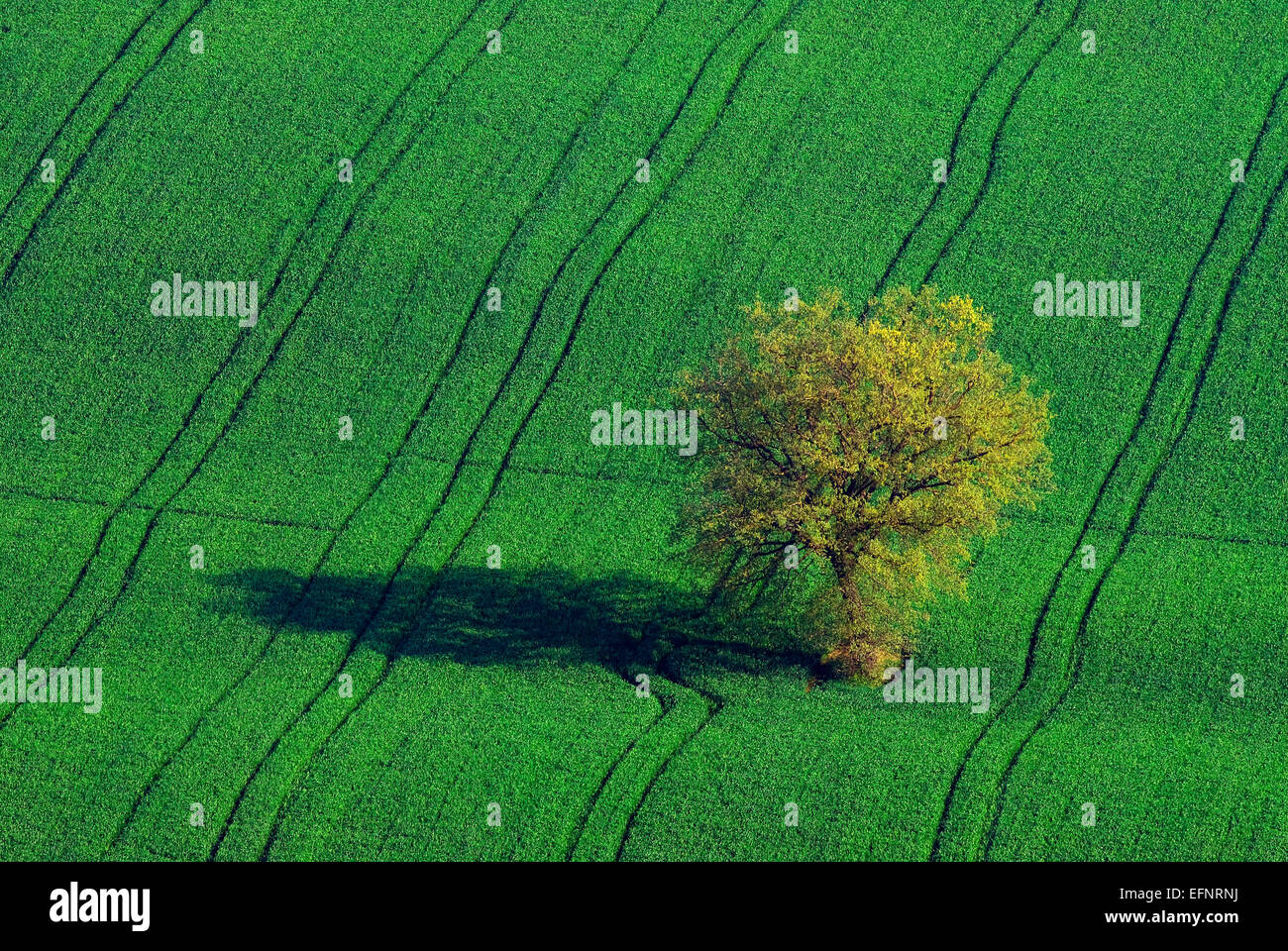Solitary tree in a green field, Umbria, Italy Stock Photo