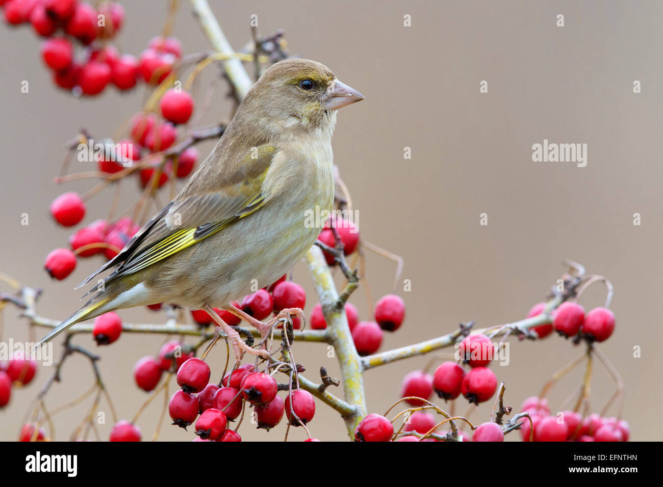Female Greenfinch on Hawthorn Stock Photo