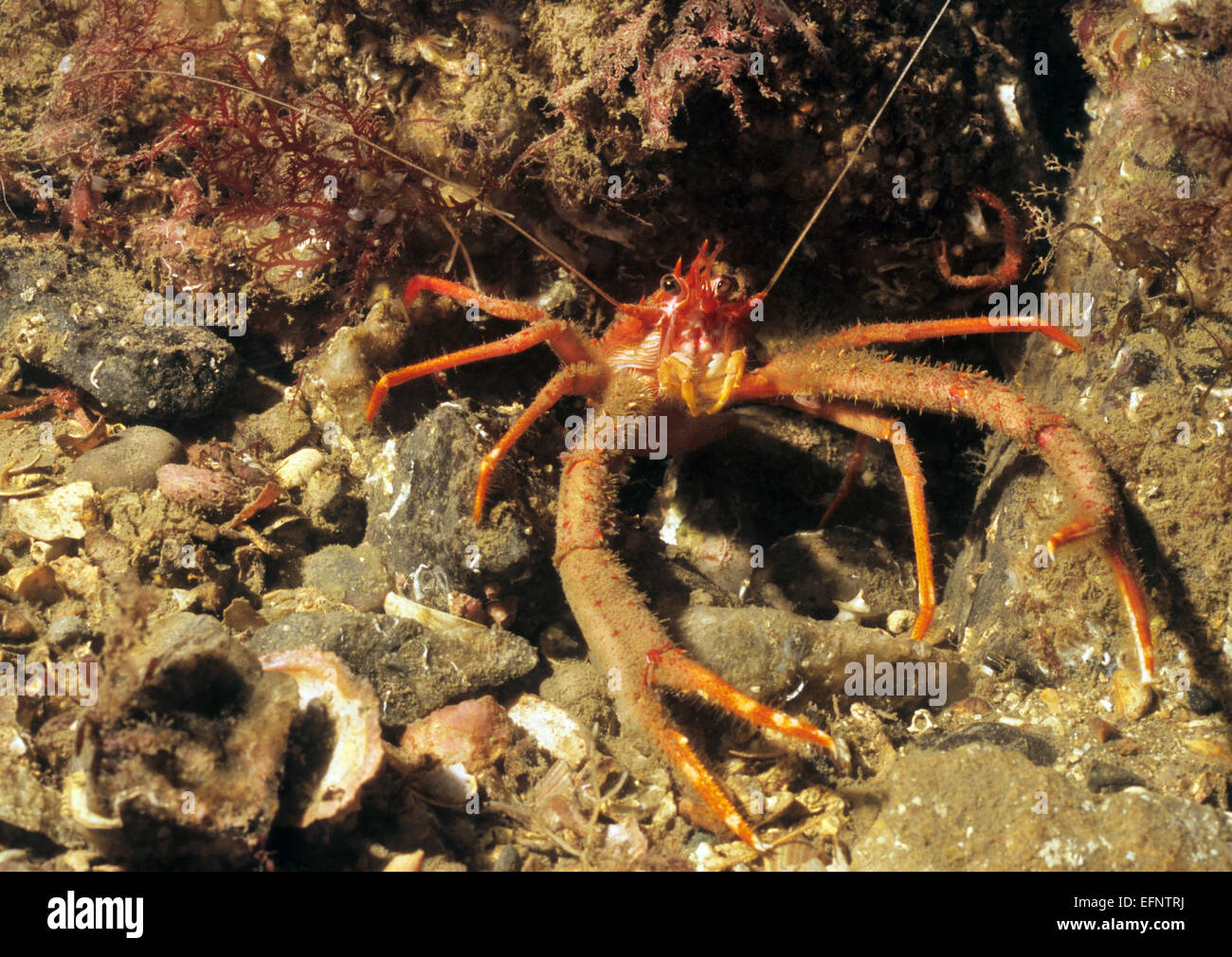 Long Clawed Squat Lobster (Munida Rugosa) Photographed underwater off