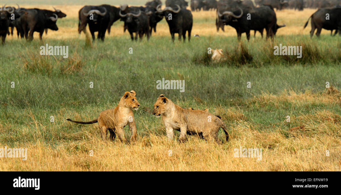 Pride of lions teaching their cubs the treacherous art of hunting Cape Buffalo, dangerous prey animals to take on Stock Photo