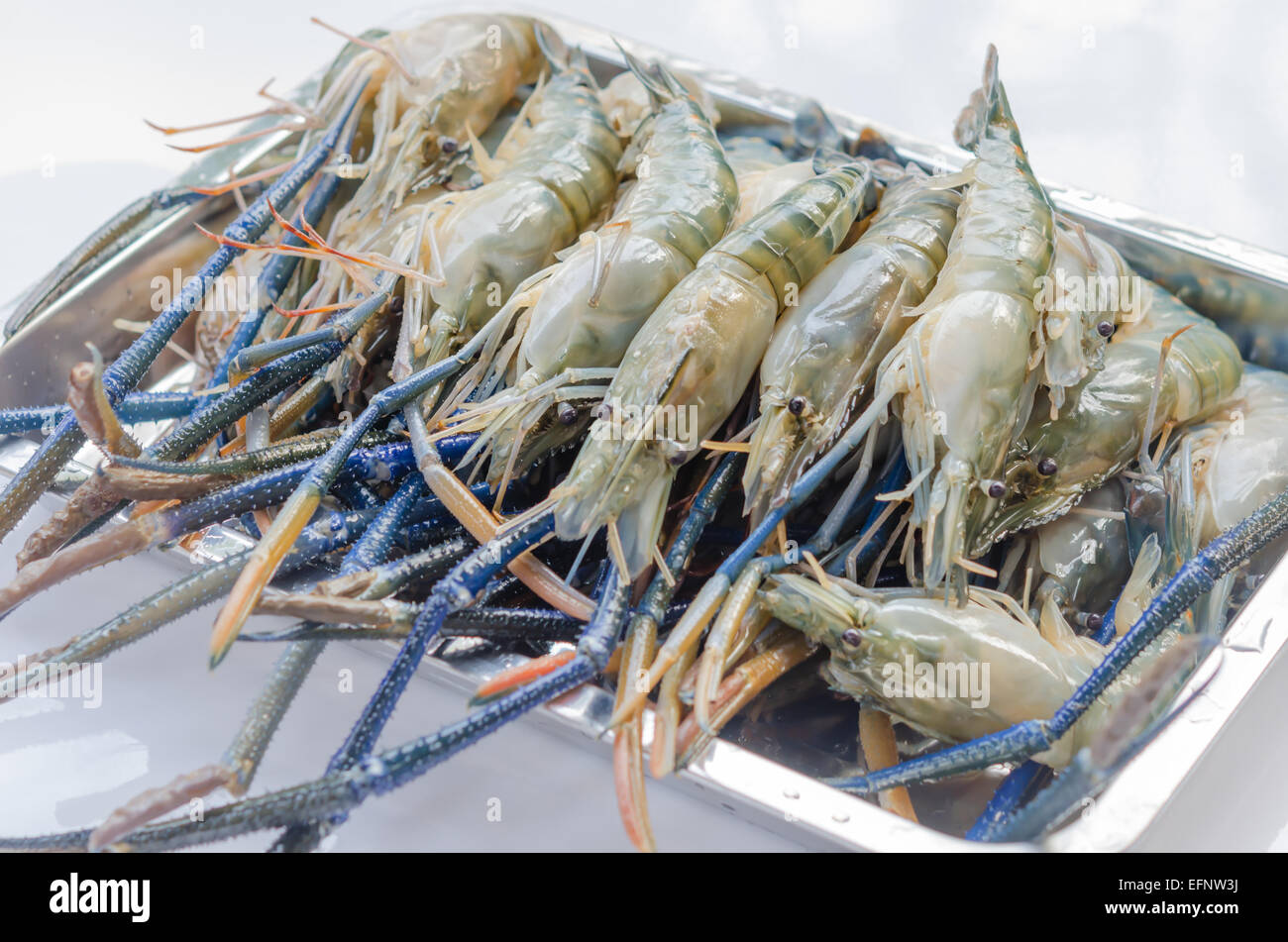 Close up of River prawn or river shrimp Stock Photo Alamy