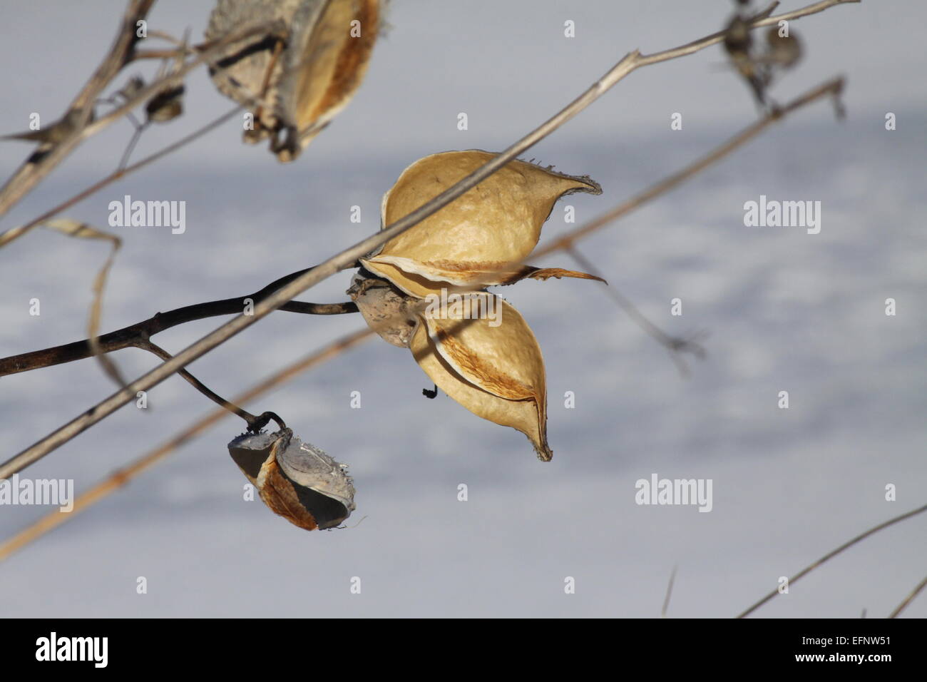 The Dried Stalk And Seed Pods Of A Milkweed Plant On The Bank Of A Stock Photo Alamy