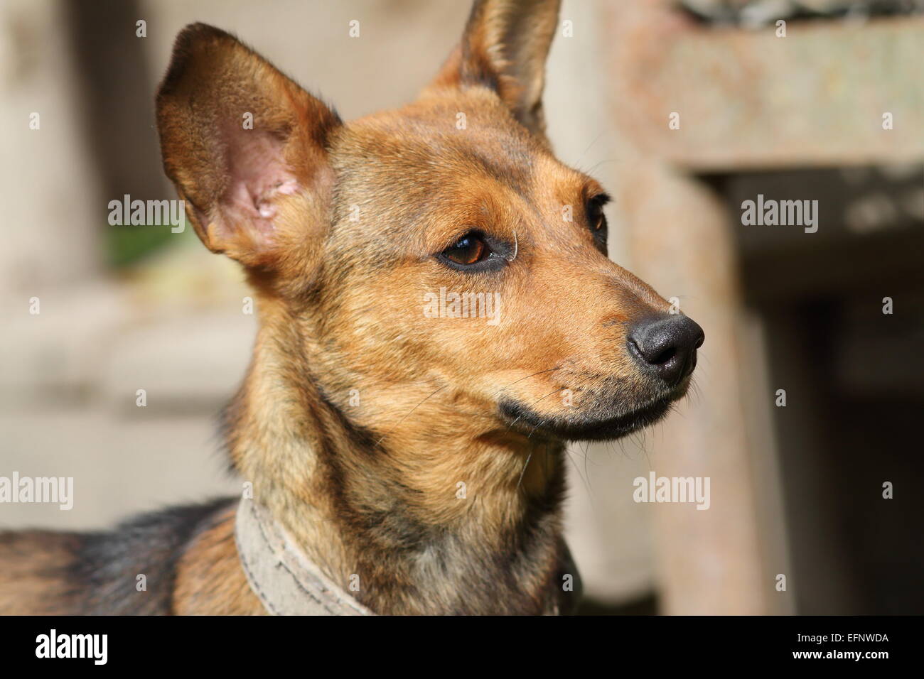 portrait of little puppy shaking its head, with ears in the air Stock Photo