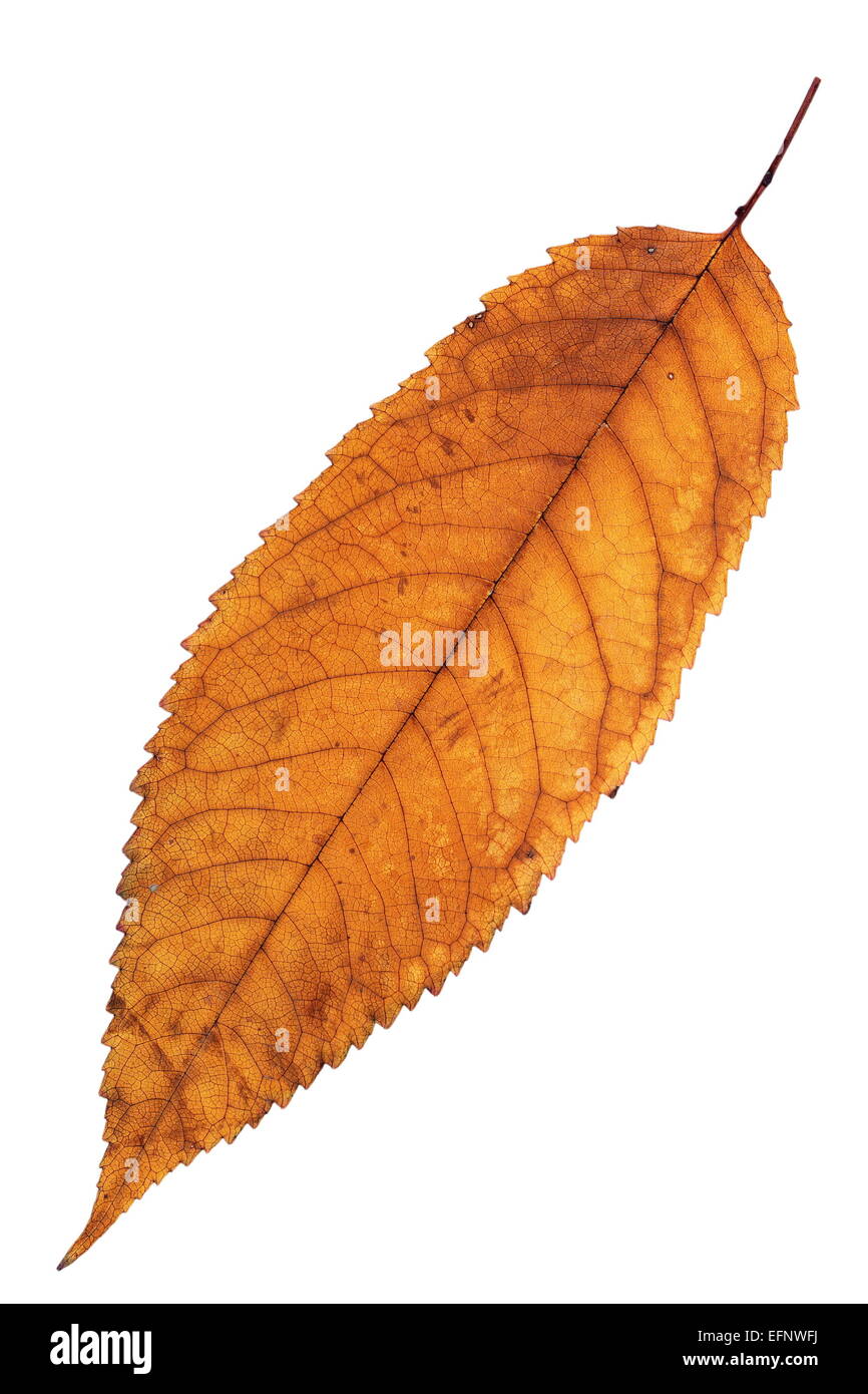 reddish isolated cherry leaf with colors of autumn season Stock Photo