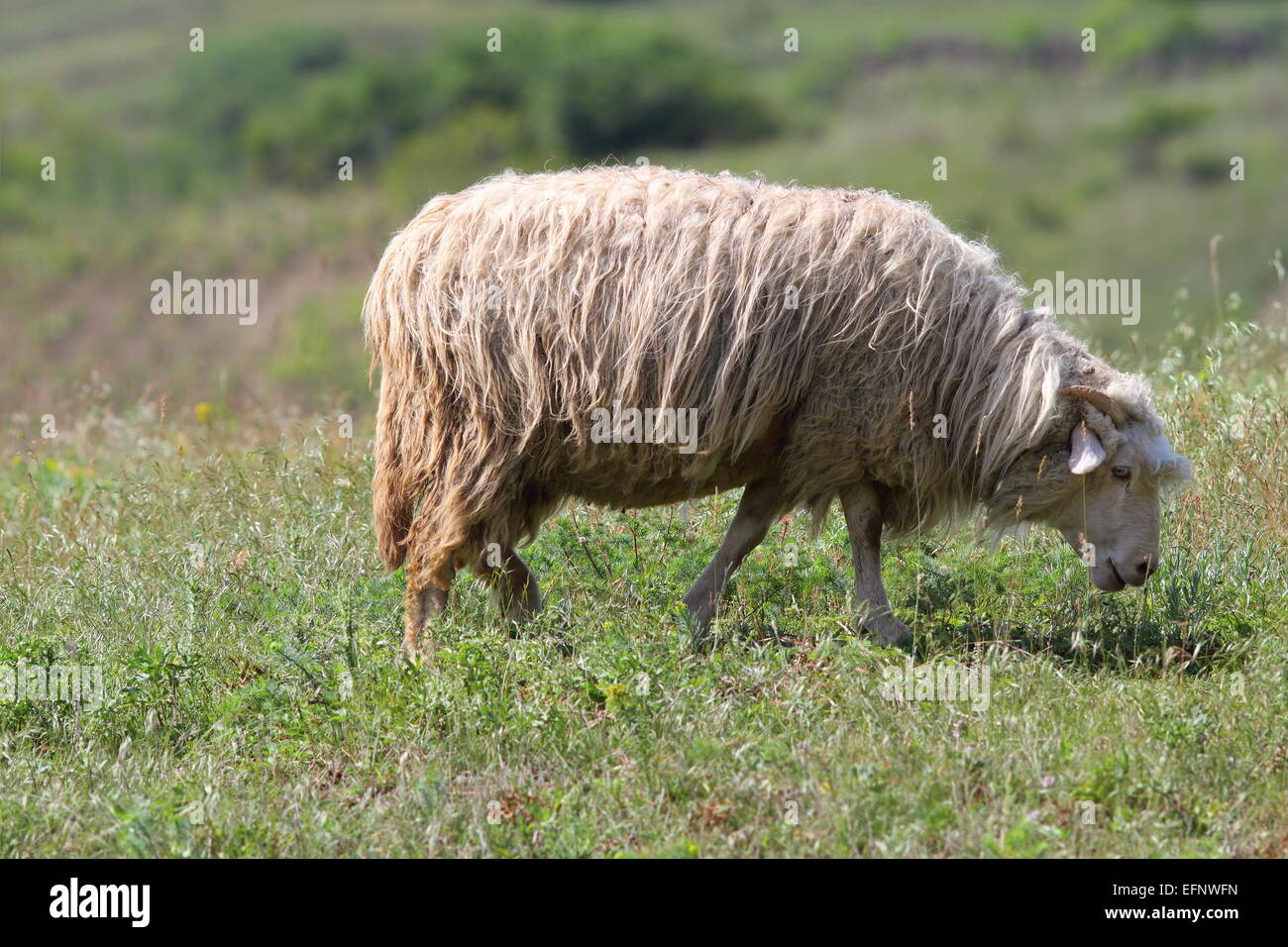one sheep grazing on green meadow in countryside Stock Photo