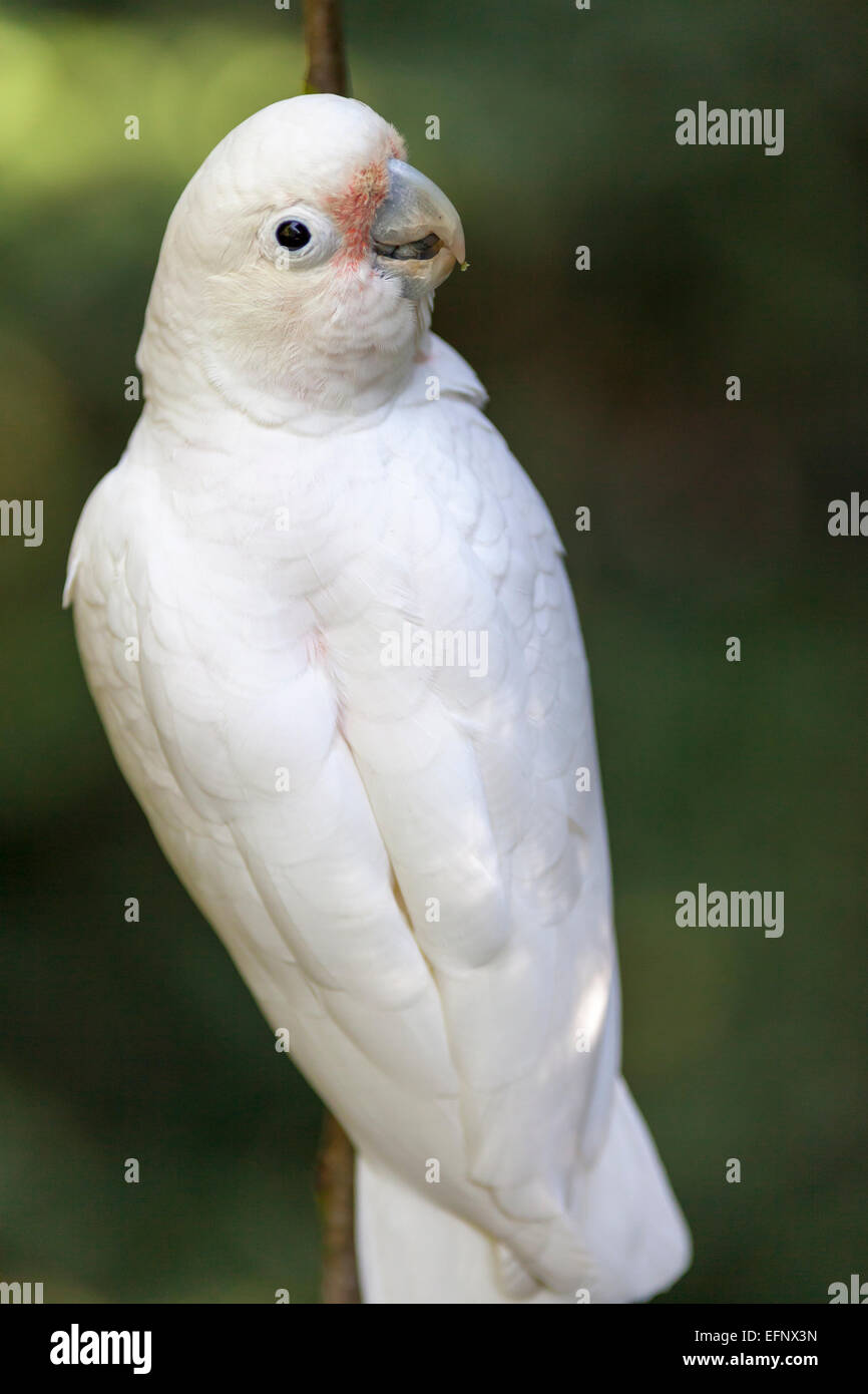 Souh Africa, Birds of Eden, Tanimbar corella aka Goffin's Cockatoo (Cacatua goffiniana). Stock Photo