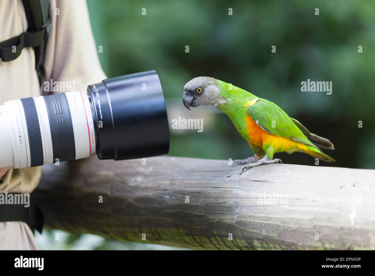 South Africa, Birds of Eden, Senegal Parrot in front of camera lens. (Poicephalus senegalus). Stock Photo