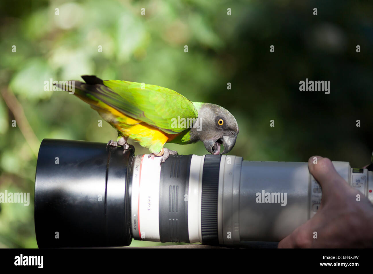 South Africa, Birds of Eden, Senegal Parrot on a camera lens. (Poicephalus senegalus). Stock Photo
