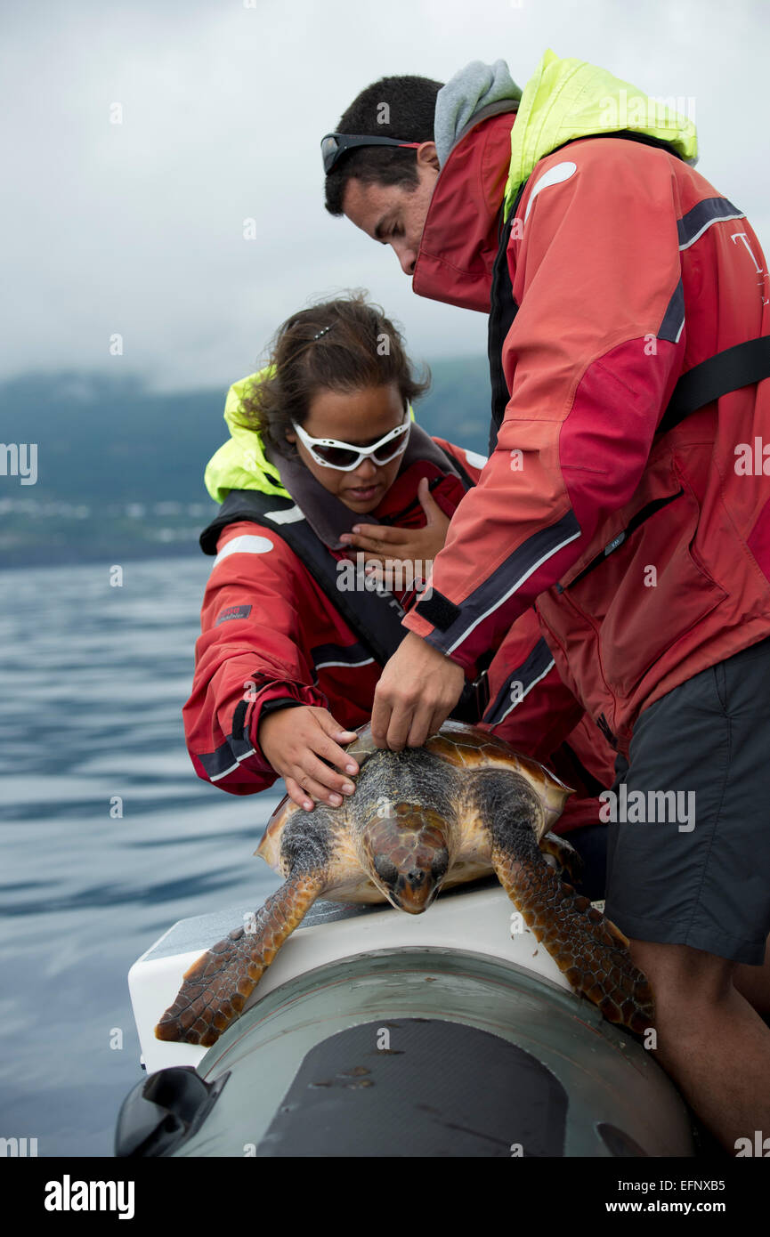 Loggerhead sea turtle (Caretta caretta), being measured & tagged by scientists, Pico Island, Azores, Atlantic Ocean. Stock Photo