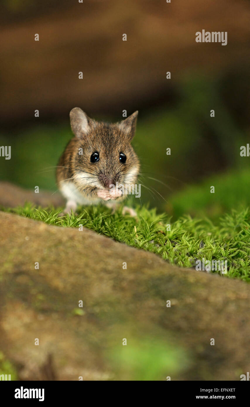Vertical portrait of wood mouse, Apodemus sylvaticus, feeding on ground in a forest. Stock Photo