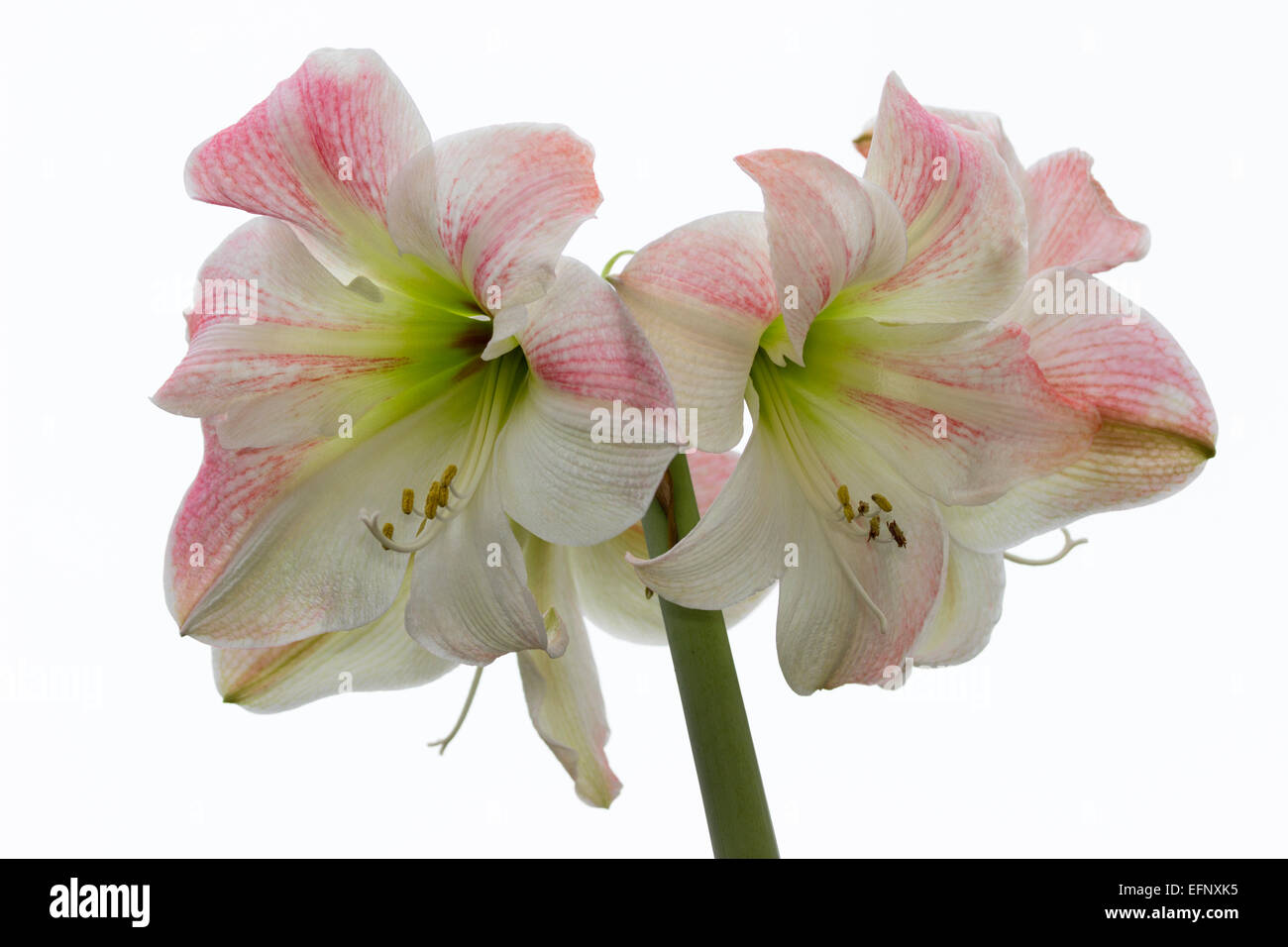 Flowers in the head of Hippeastrum 'Apple Blossom', the florist's Amaryliis, against a white background Stock Photo