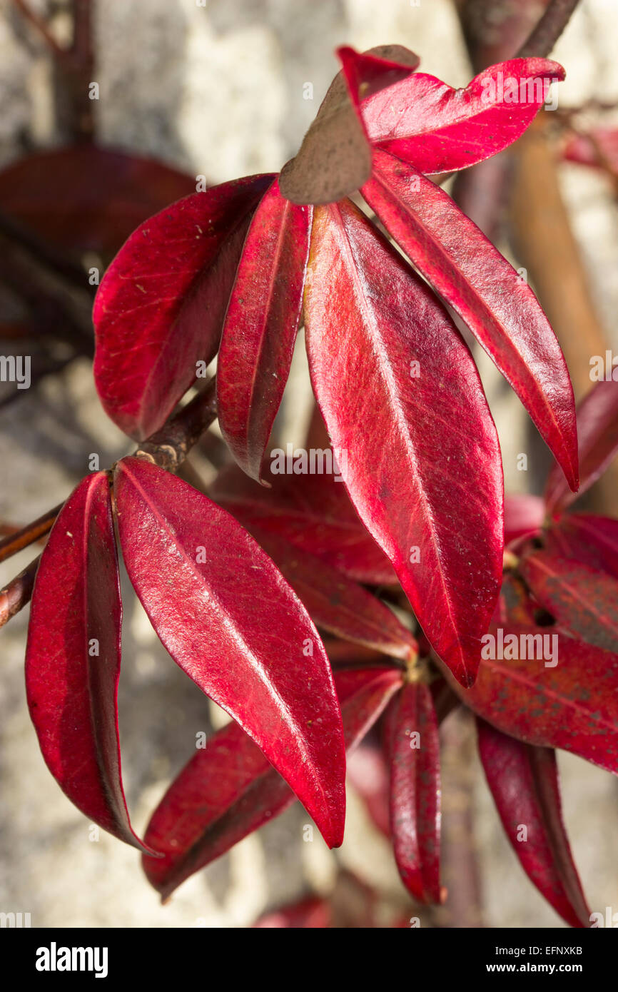 Red winter foliage of the star jasmine, Trachelospermum jasminoides. Stock Photo
