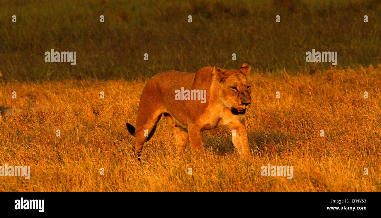Beautiful golden African Lioness strolling along the African grass plains big strong wild animal superb sight on safari Stock Photo