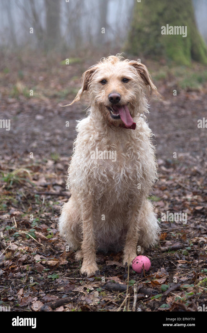 Yellow Labradoodle Portrait Stock Photo Alamy