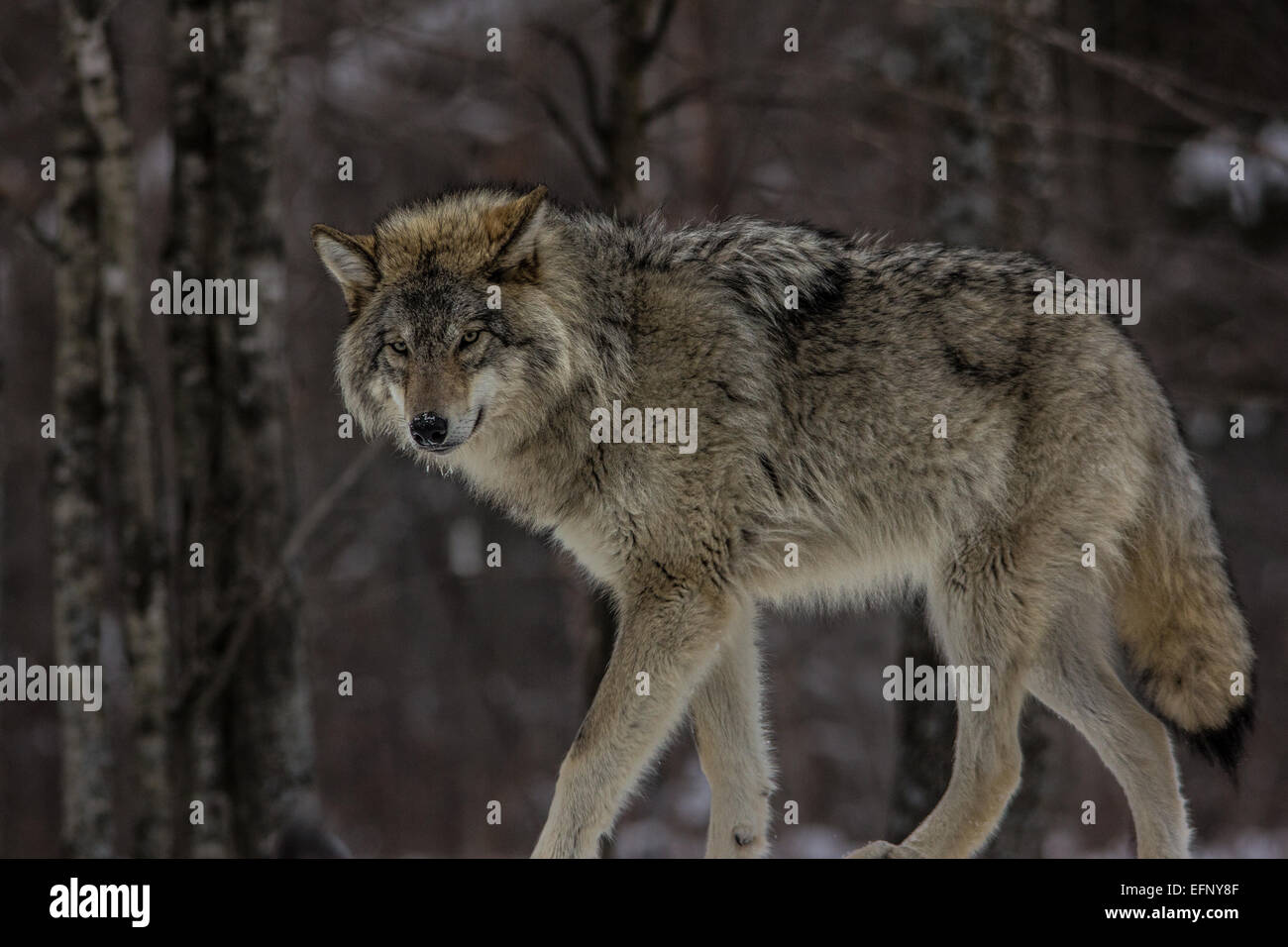 Wolf Stalking Stock Photo - Alamy