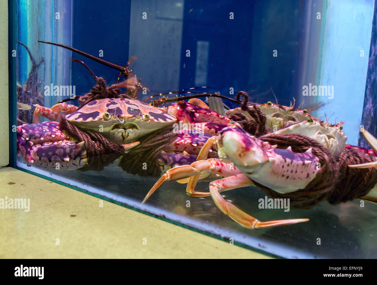 crabs in aquarium tied rope Stock Photo Alamy