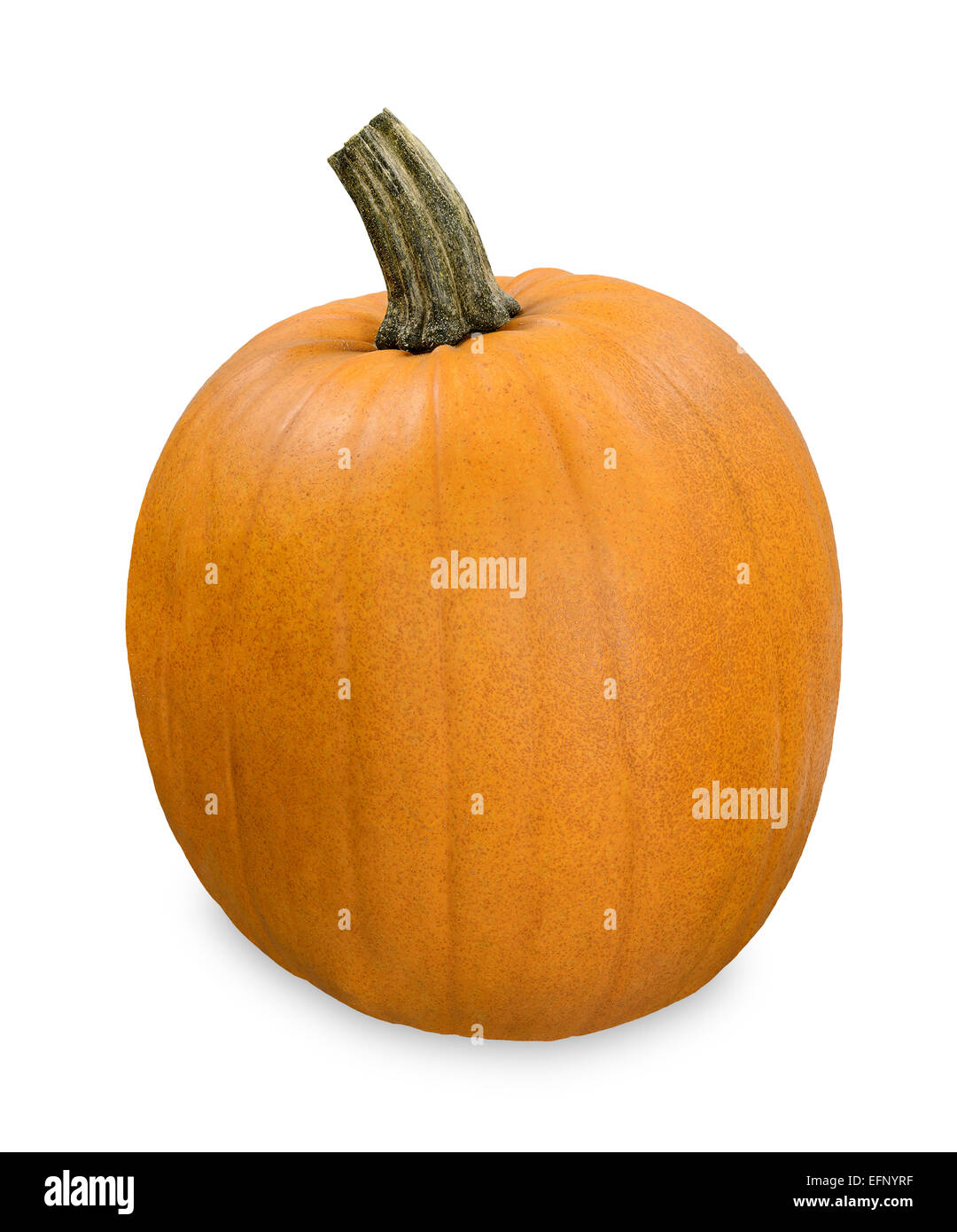 Big cucurbit pumpkin Stock Photo