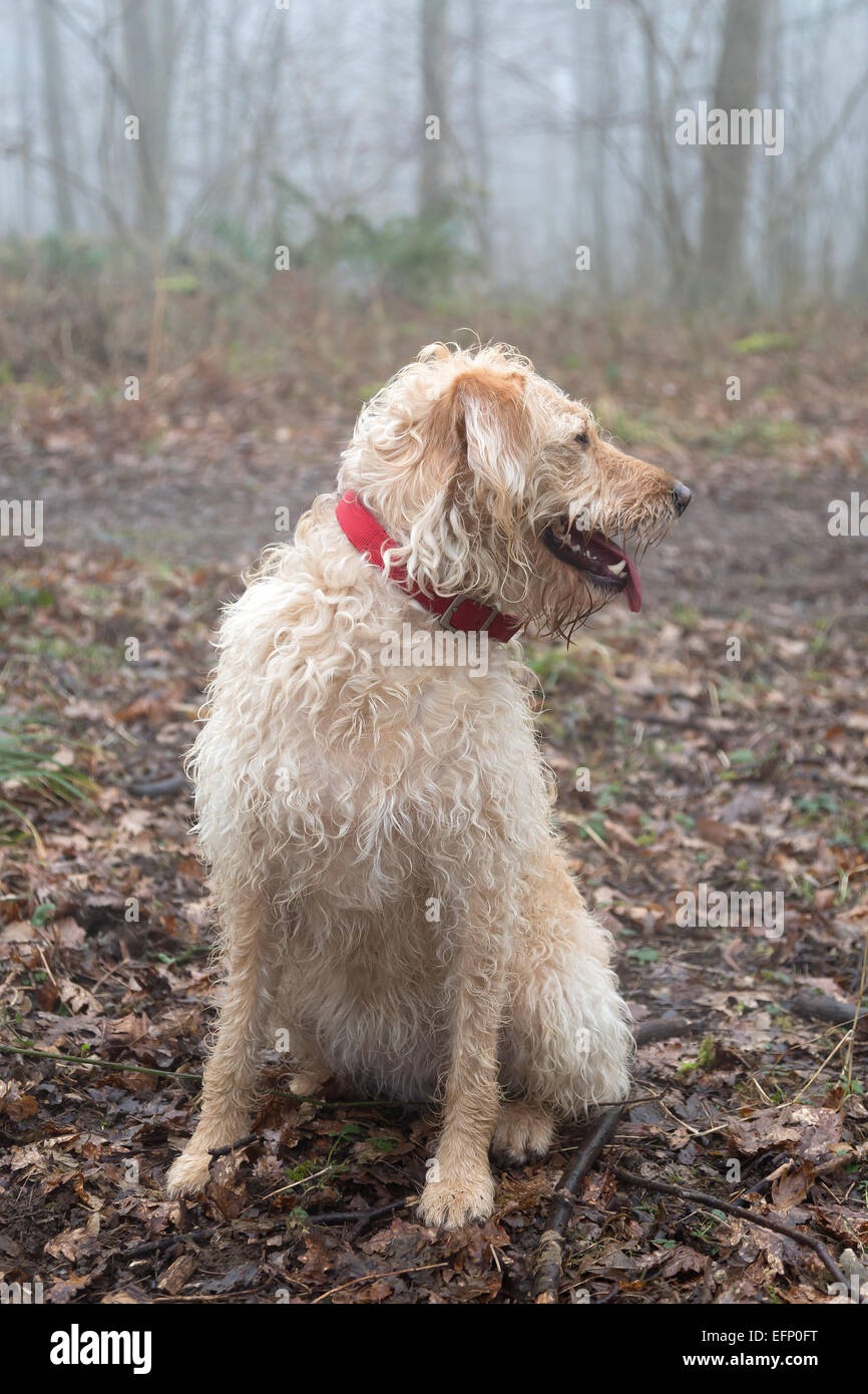 Yellow Labradoodle Portrait Stock Photo Alamy