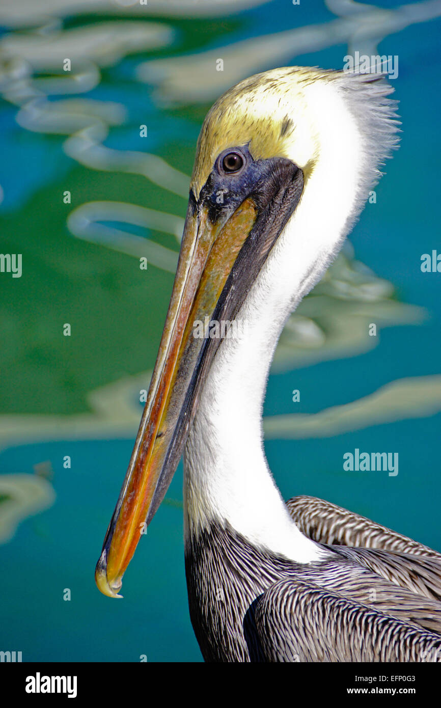 Florida Keys brown pelican at Islamorada Stock Photo