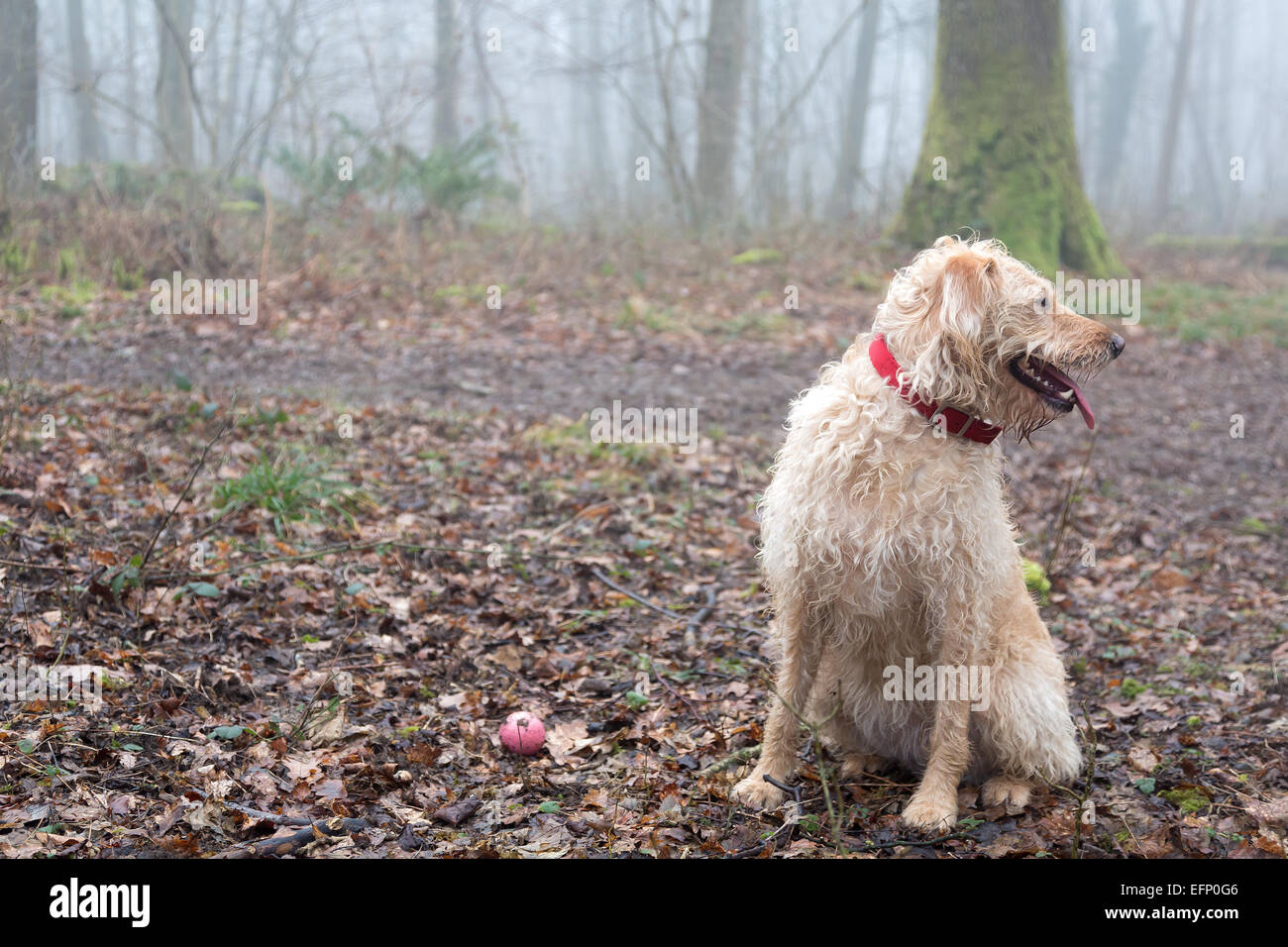 Yellow Labradoodle Portrait Stock Photo Alamy