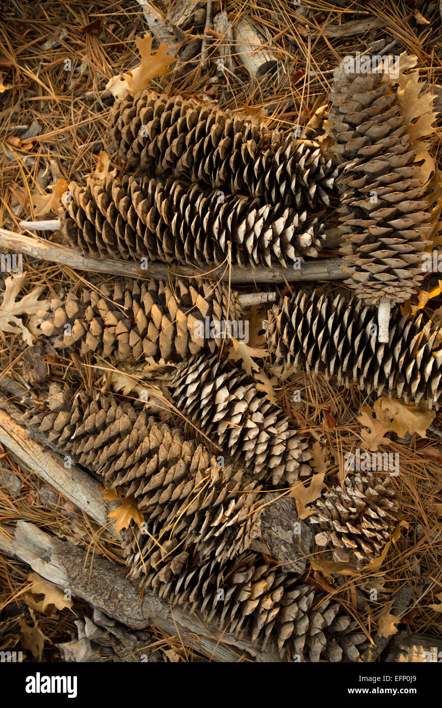 An arrangement of dried pine cones on the ground Stock Photo