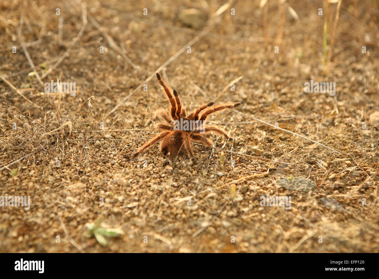 Tarantula in defensive pose, seen from behind Stock Photo