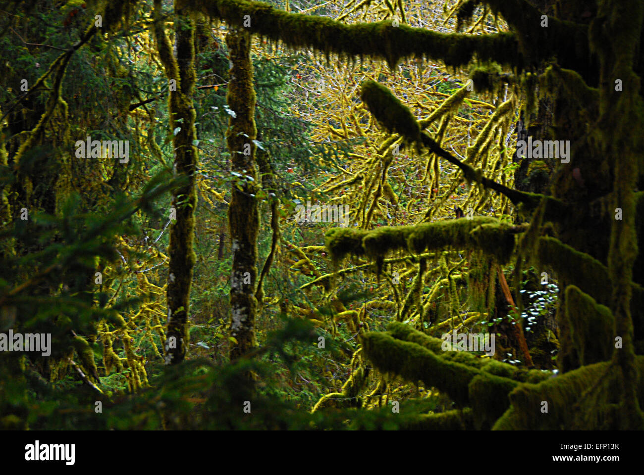 Branches and leaves rain forest hi-res stock photography and images - Alamy