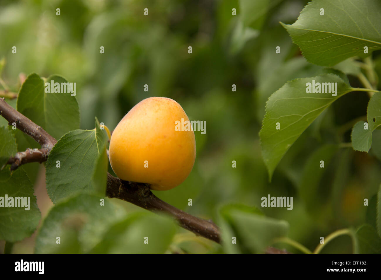 ripe apricot growing on a branch Stock Photo Alamy