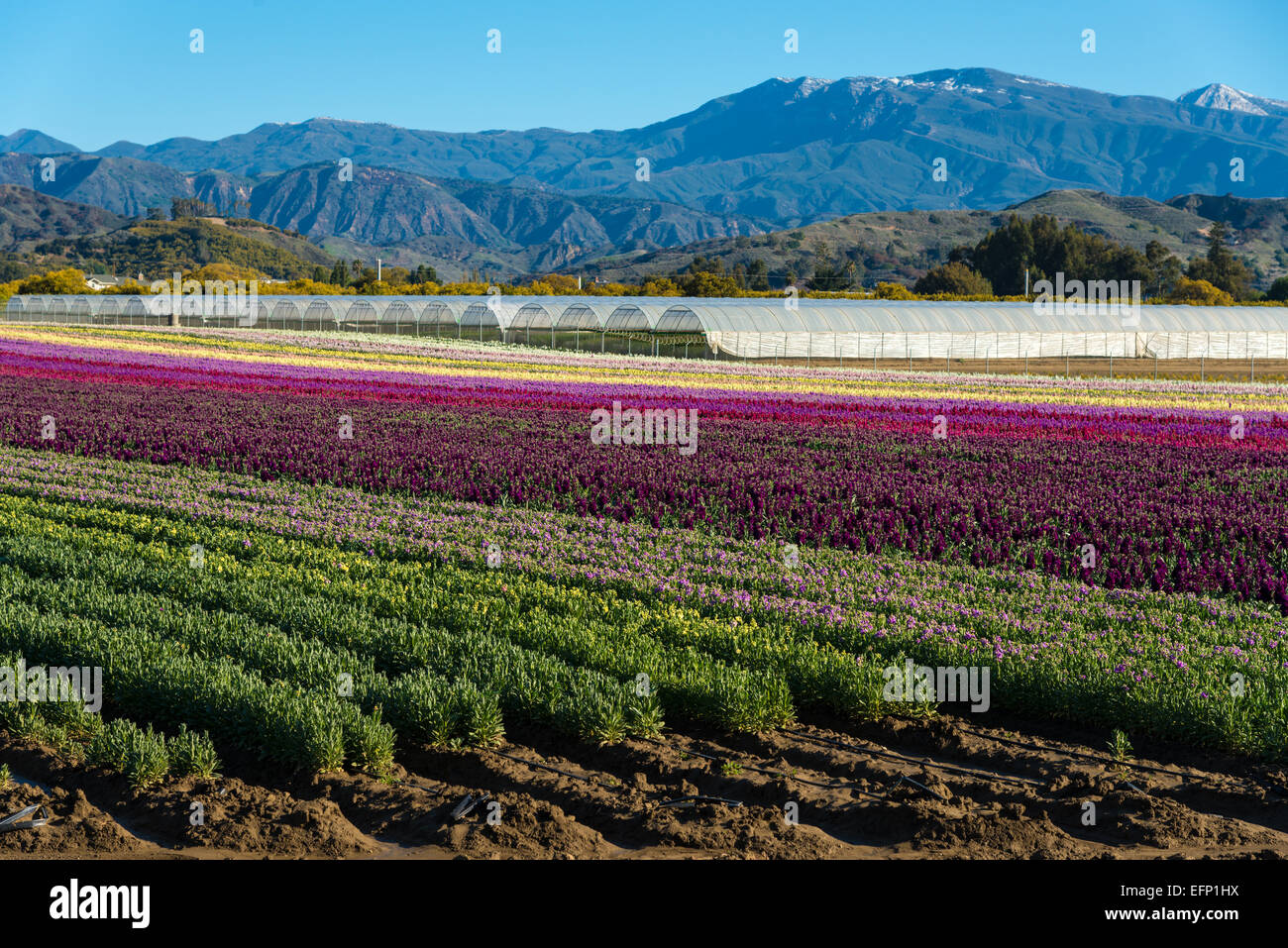 Rows of purple; red; pink and yellow snap dragons blooming in a field Stock Photo