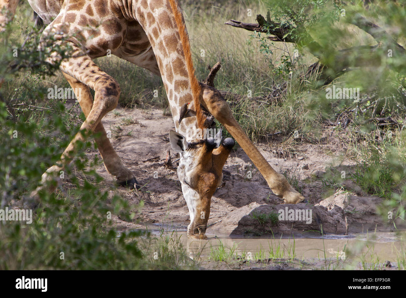 Giraffe Drinking, Kruger National Park, South Africa Stock Photo