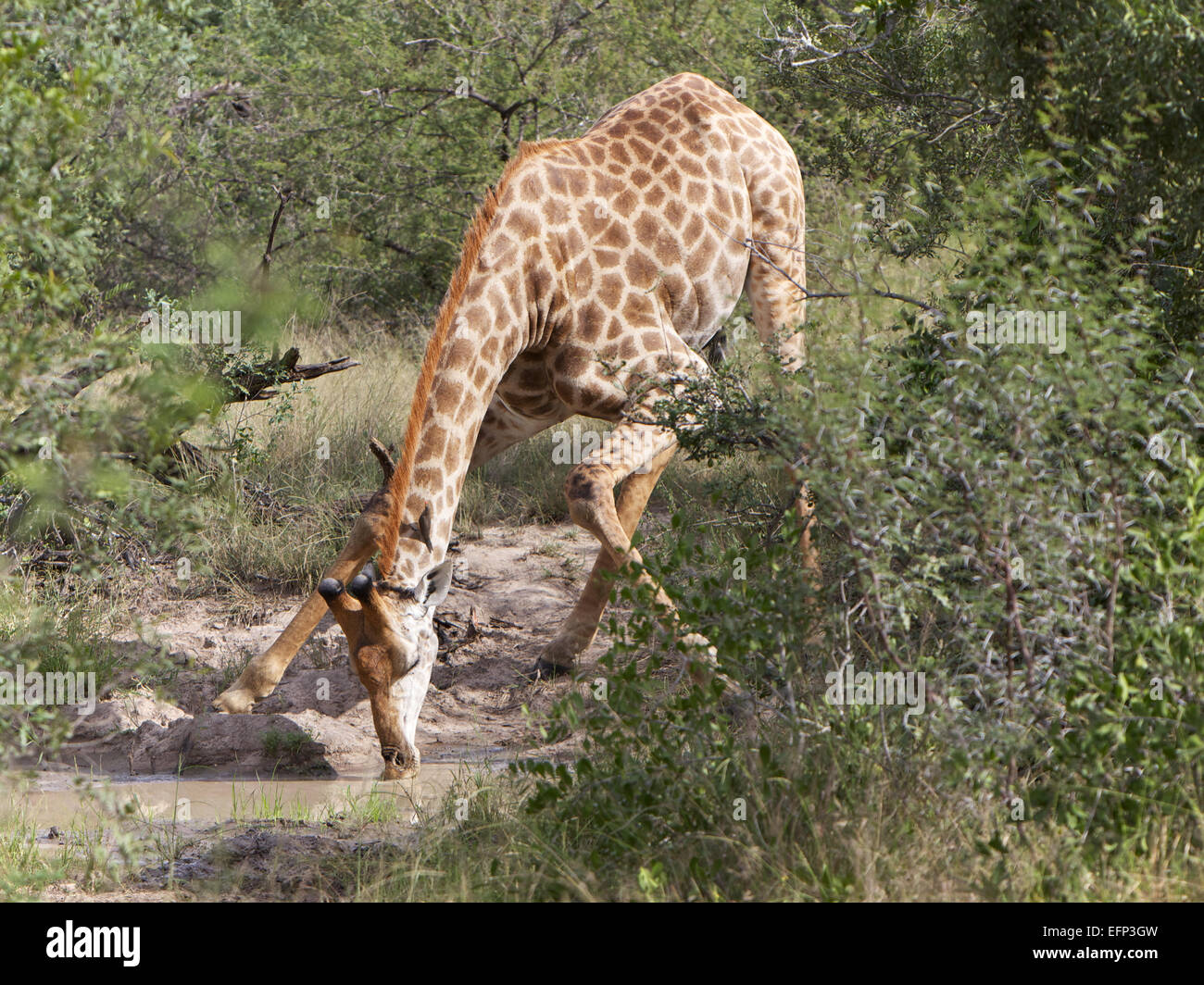Giraffe Drinking - Giraffa Camelopardalis at Kruger National Park, South Africa Stock Photo