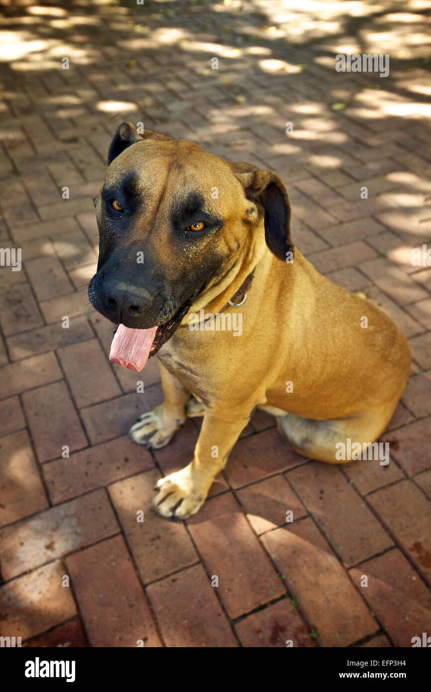Happy female Boerboel dog, pet Stock Photo