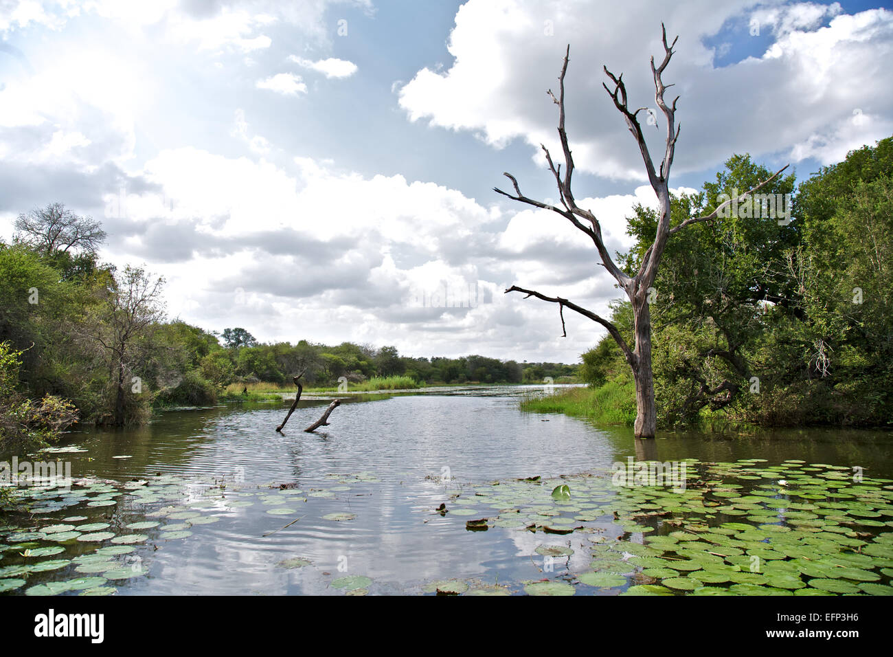 River where the hippos roam in the Kruger Park, South Africa Stock Photo