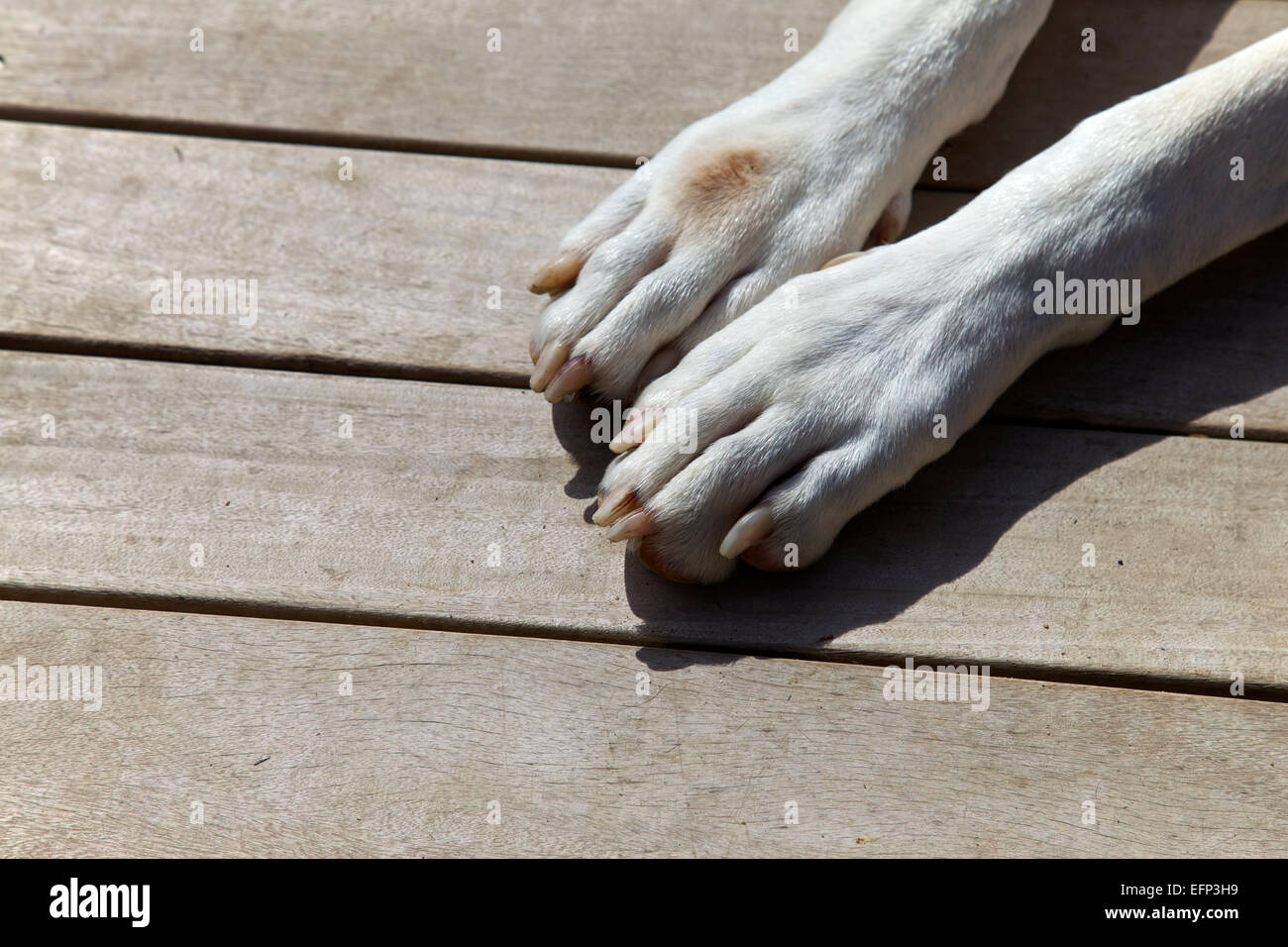 Great danes paws, pet Stock Photo Alamy