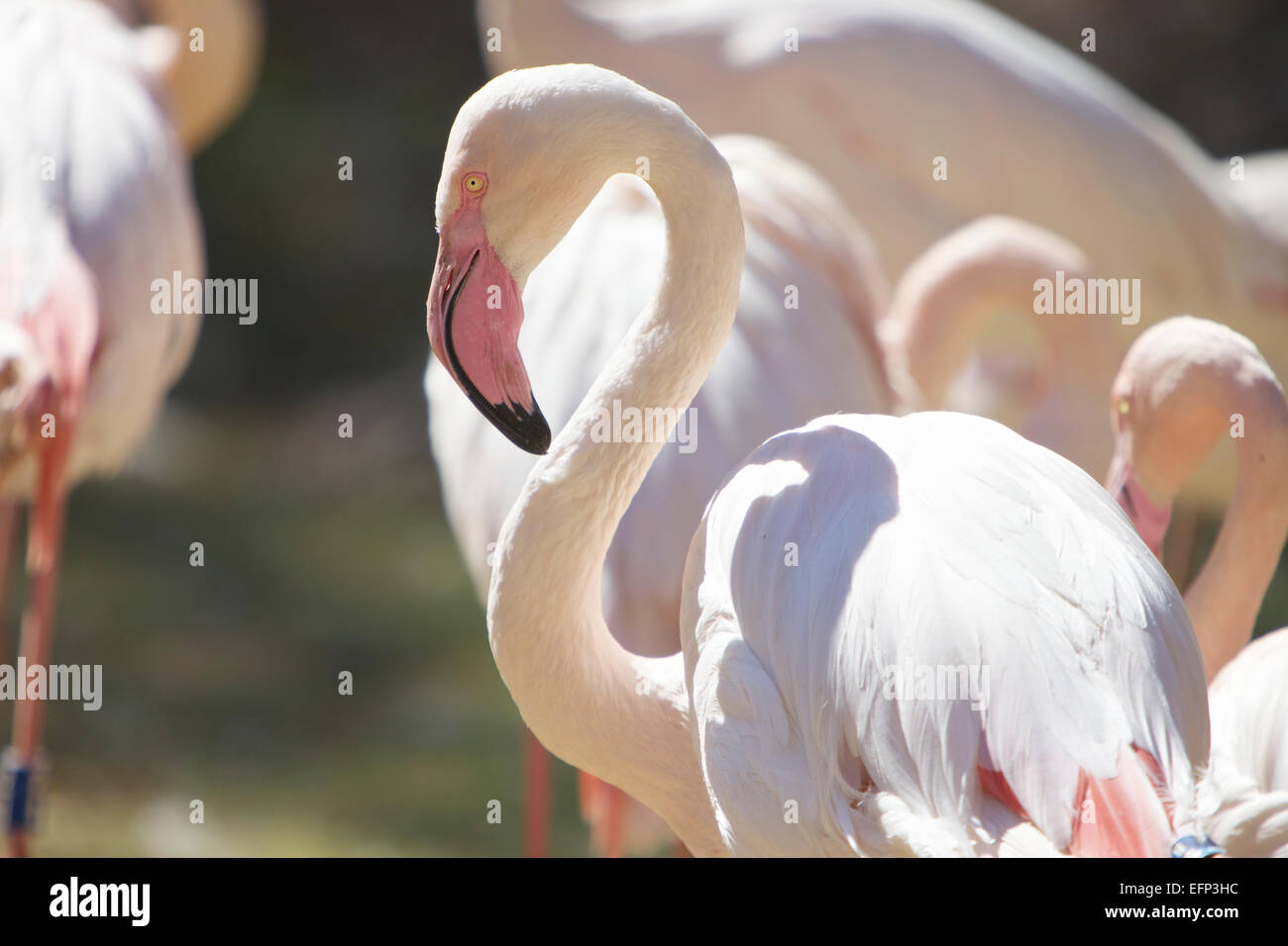 Group of flamingo, sun bathing Stock Photo