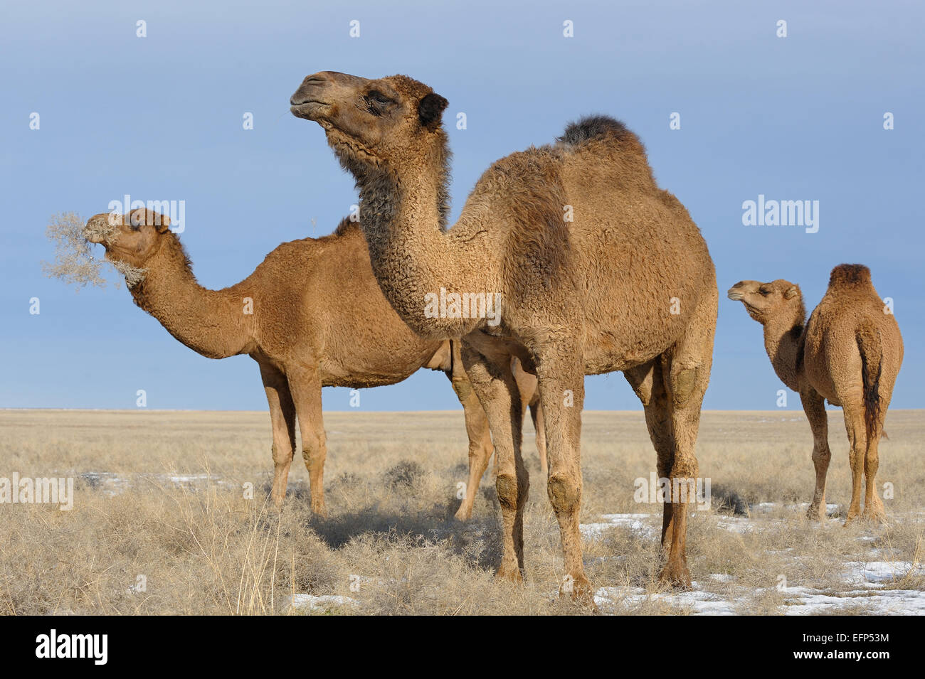 The Dromader camels in Asian steppe Stock Photo