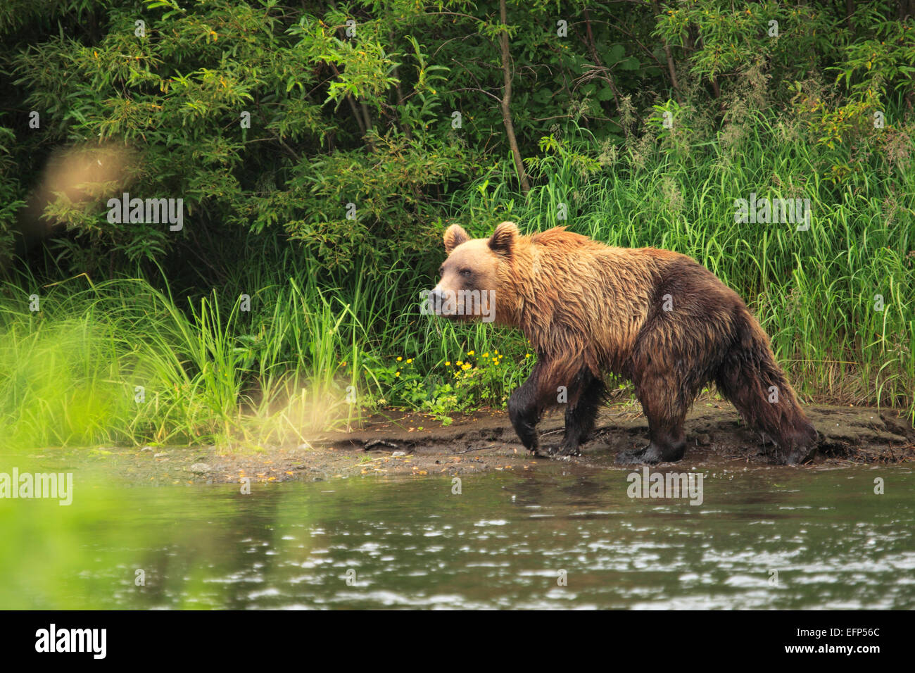Brown bear, Ursus arctos, Opala river, Kamchatka Peninsula, Russia Stock Photo