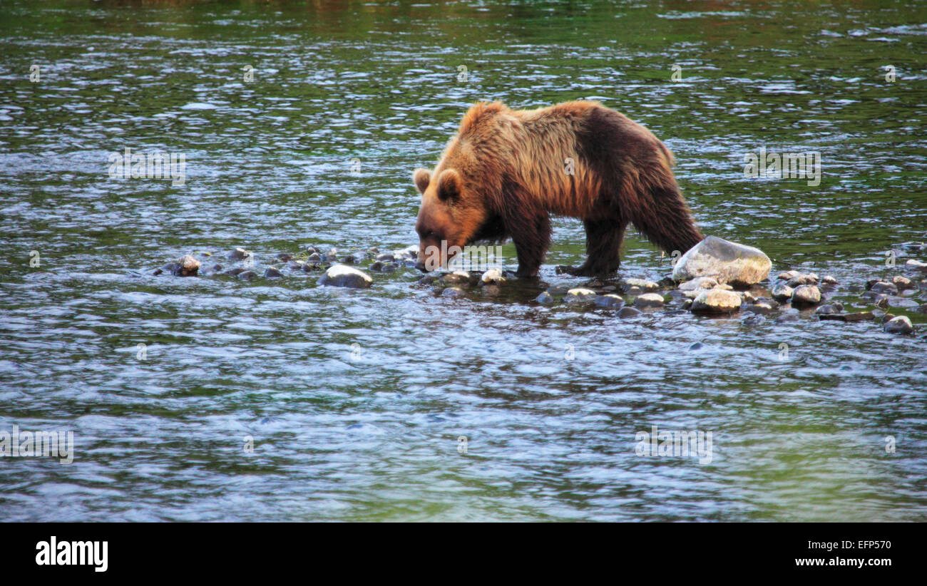 Brown bear, Ursus arctos, Opala river, Kamchatka Peninsula, Russia Stock Photo