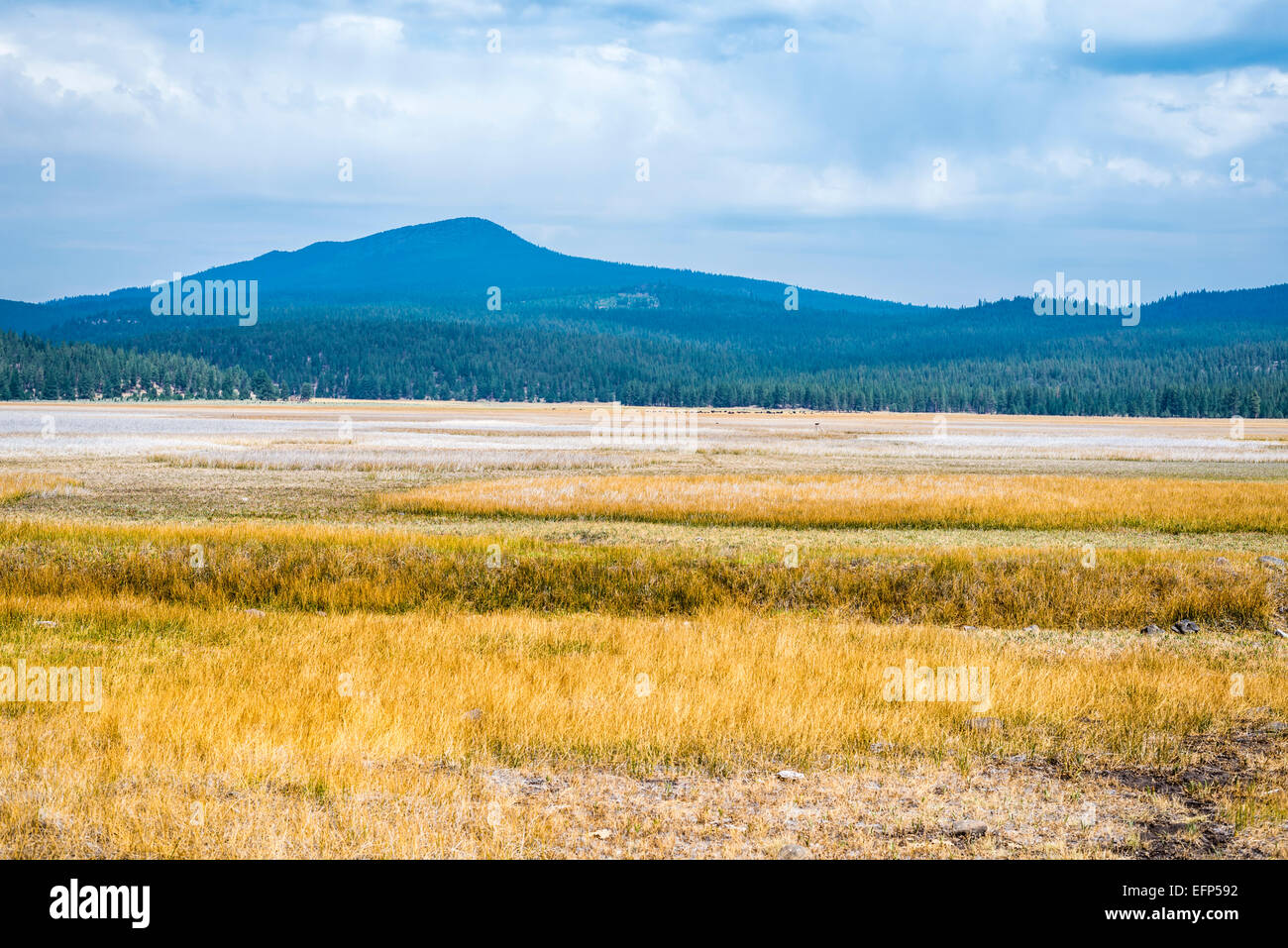 View of the Grass Lake Rest Area along U.S. Highway 97. Siskiyou County