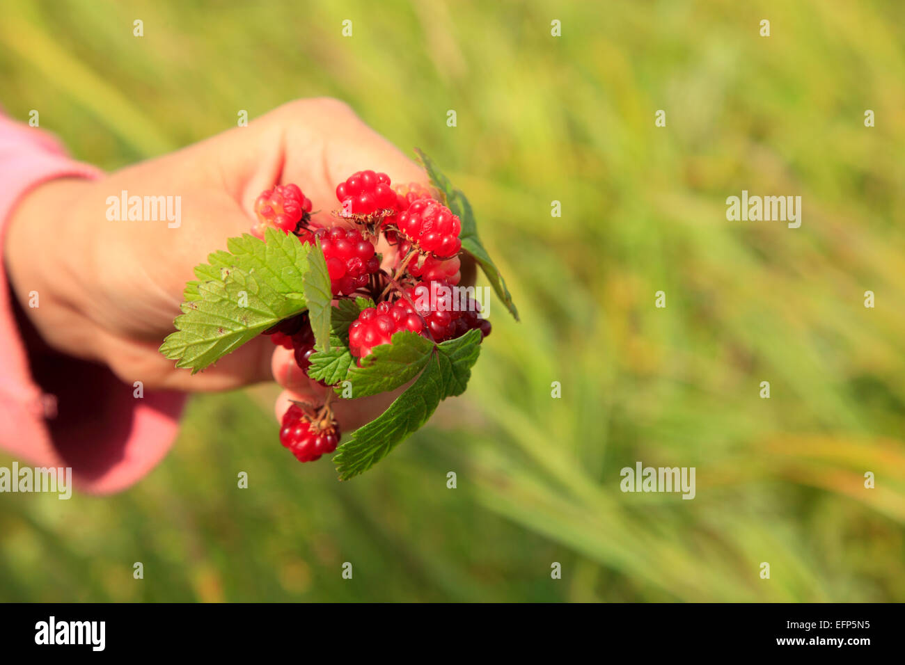 Arctic bramble, Arctic raspberry (Rubus arcticus), Opala river, Kamchatka Peninsula, Russia Stock Photo