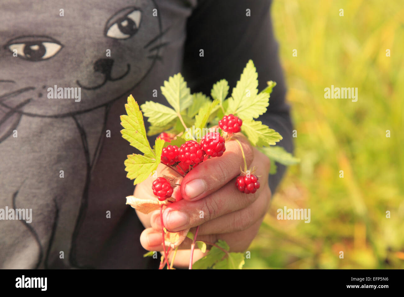 Arctic bramble, Arctic raspberry (Rubus arcticus), Opala river, Kamchatka Peninsula, Russia Stock Photo