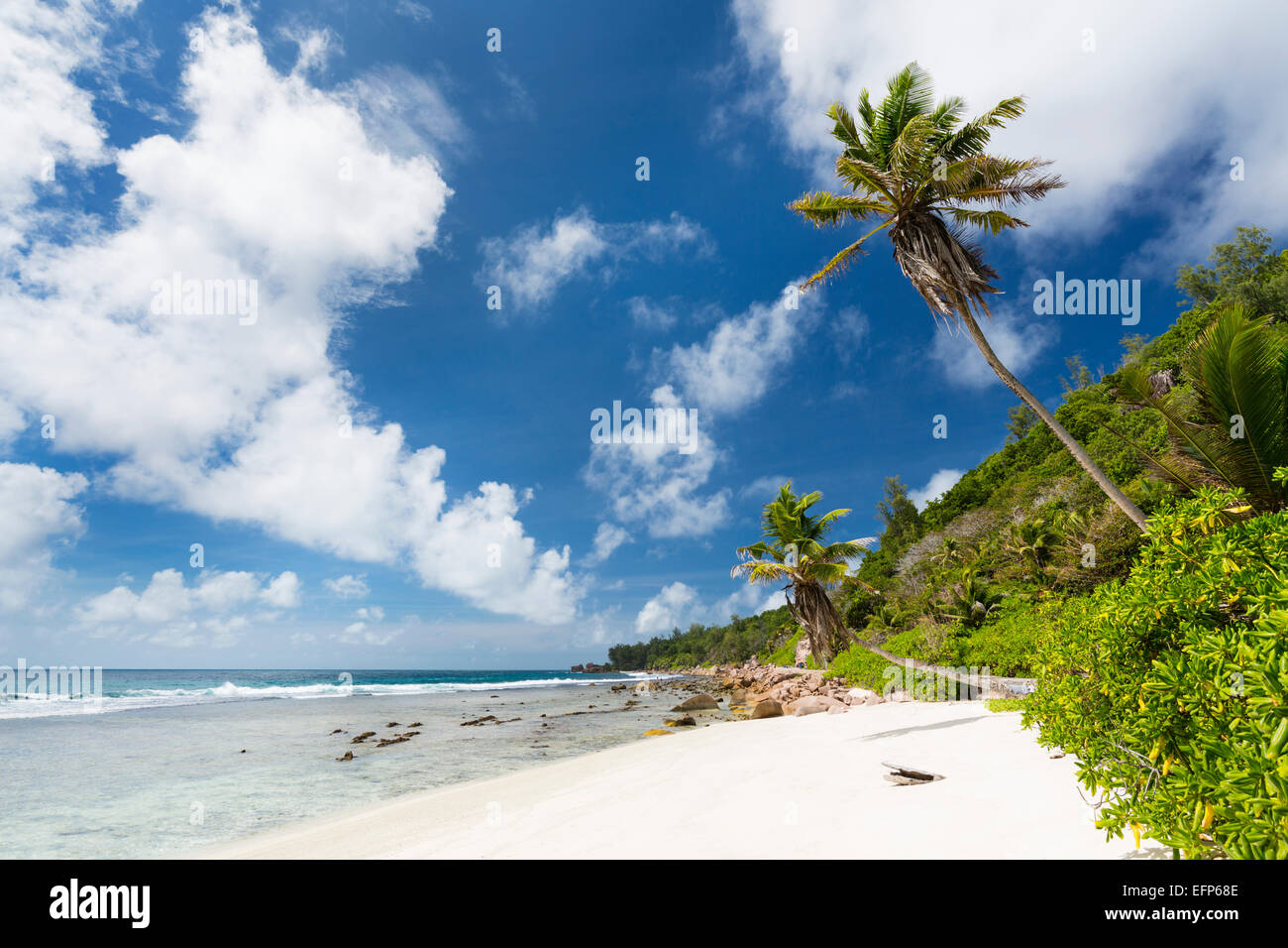 Anse Fourmis in La Digue, Seychelles with palm trees and white sand Stock Photo